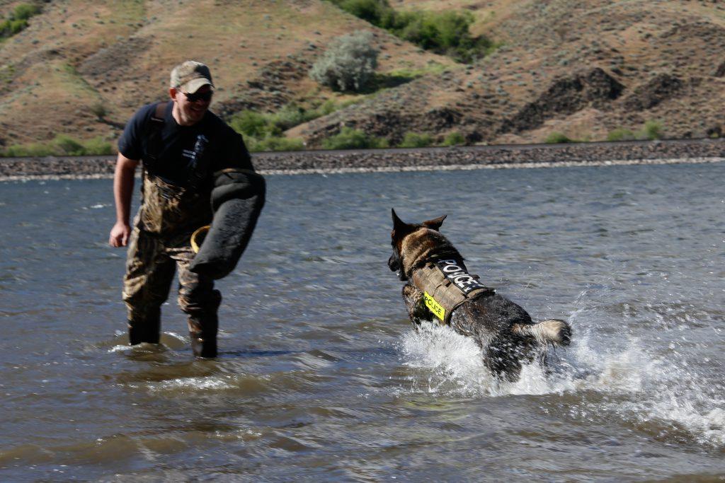 Police K9 training in water