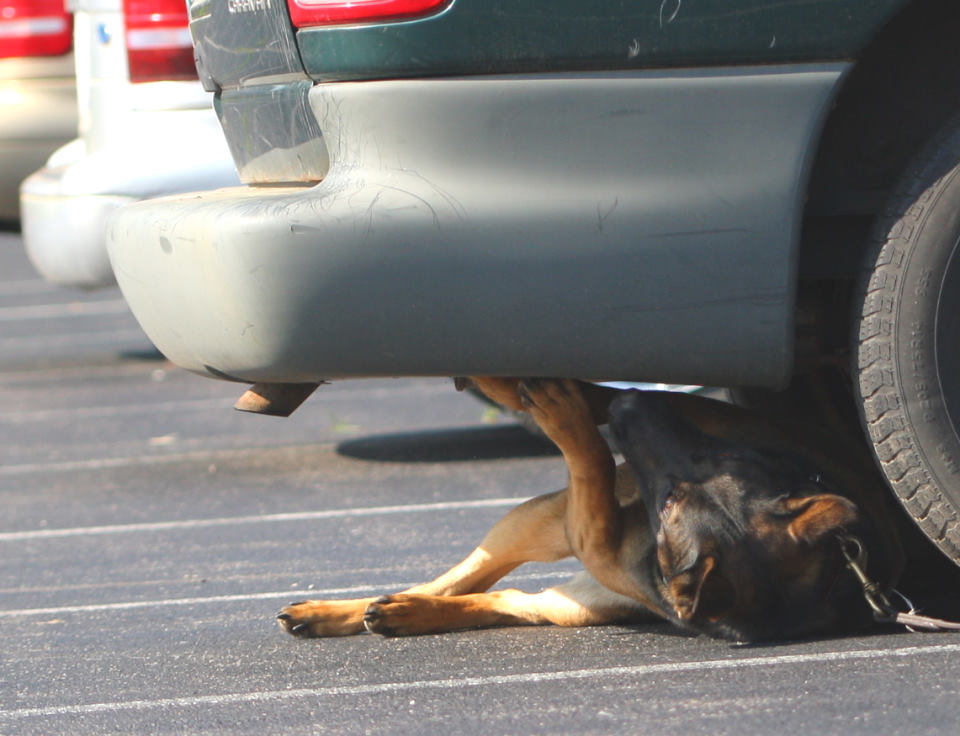 Police K9 Vehicle Search