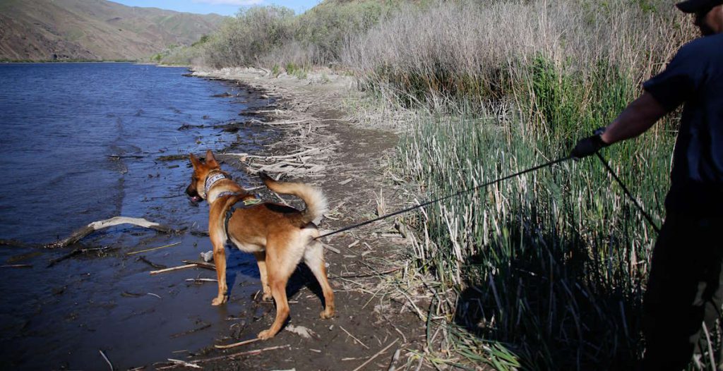 Handler and K9 tracking to water (wide)